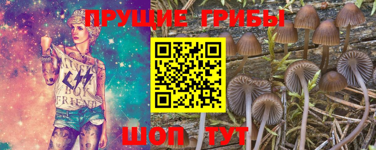 Псилоцибиновые грибы Psilocybe  Галлюциногенные грибы GOLDEN TEACHER  Лесной  Вход с VPN 